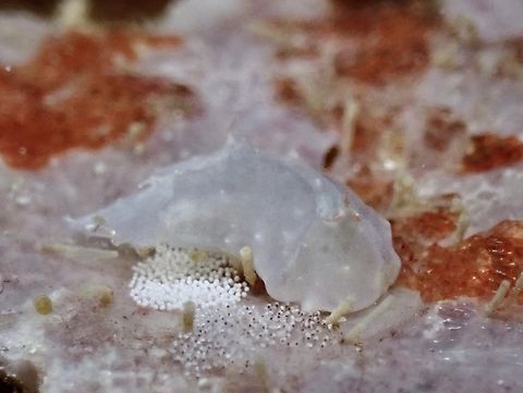 Sagaminopteron nigropunctatum