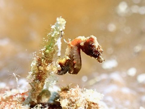 Pygmy  Fish,Hippocampus pontohi,Philippines,Pontoh's Pygmy Seahorse,Pygmy Seahorse,Romblon,Seahorse