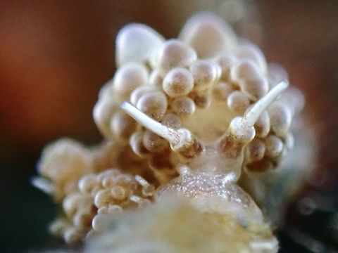 Bull?  Doto ussi,Nudibranch,Philippines,Romblon