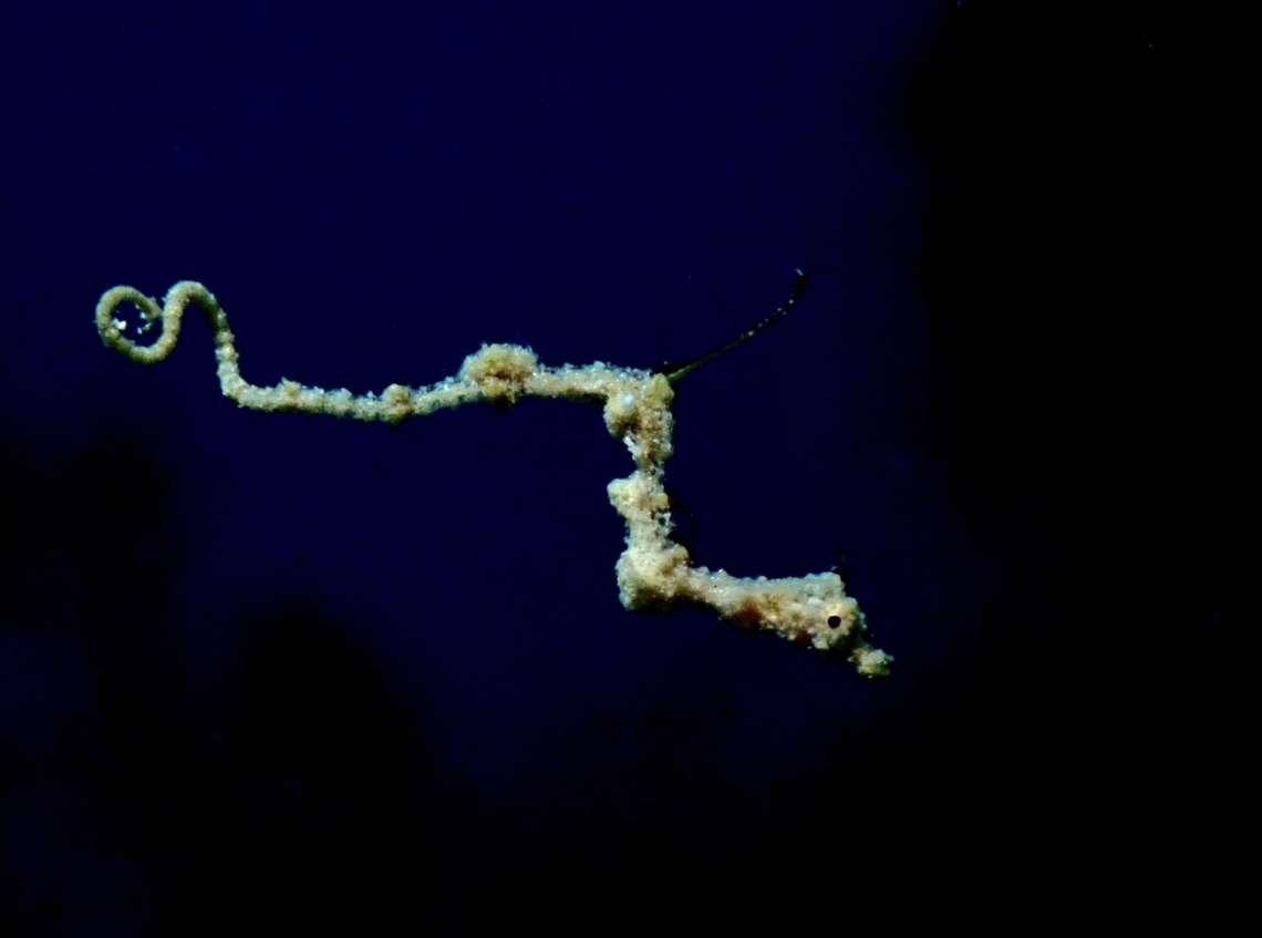 Flying Dragon  Fish,Kyonemichthys rumengani,Lembeh Sea Dragon,Philippines,Pipefish,Romblon,Sea Dragon,Thread Pipefish