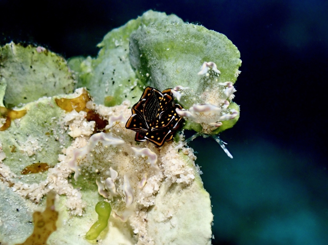 Undescribed Butterflies 2 Sea Slugs on the side of Tiger Butterfly Sea Slug, yet to be described, Cyerce sp. Butterfly Sea Slug,Cyerce,Philippines,Romblon,Sea Slug