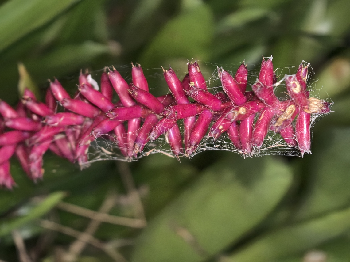 Flowers - Aechmea gamosepala  Aechmea gamosepala,Australia,Flower,Nelson Bay,New South Wales,Plant