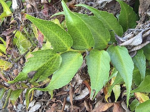 House Holy-Fern - Cyrtomium falcatum  Australia,Cronulla,Cyrtomium falcatum,Holy-Fern,House Holly-Fern,House Holy-Fern,New South Wales,Plant
