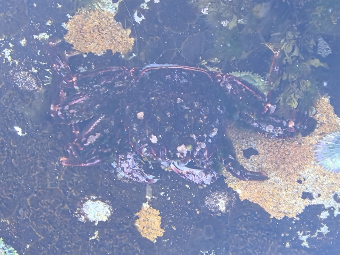 Red Rock Crab - Guinusia chabrus  Australia,Crab,Cronulla,Guinusia chabrus,New South Wales,Red Rock Crab,Rock Crab