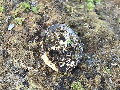 Common Tent Shell - Astralium tentoriiforme  Astralium tentoriiforme,Australia,Common Tent Shell,Cronulla,New South Wales,Snail