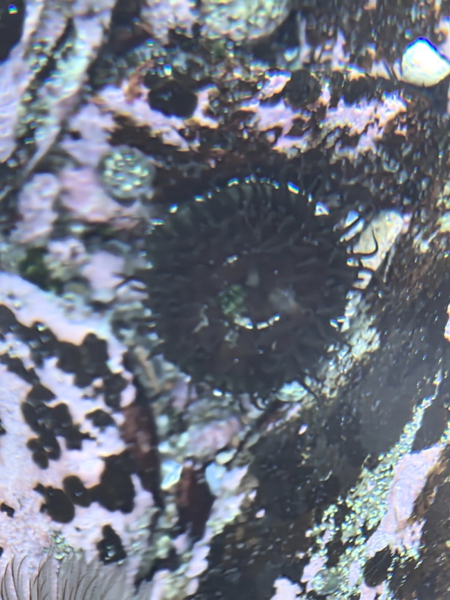 Green Snakelock Anemone - Aulactinia veratra  Anemone,Aulactinia veratra,Australia,Cronulla,Green Snakelock Anemone,New South Wales,Snakelock Anemone