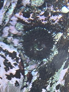 Green Snakelock Anemone - Aulactinia veratra  Anemone,Aulactinia veratra,Australia,Cronulla,Green Snakelock Anemone,New South Wales,Snakelock Anemone