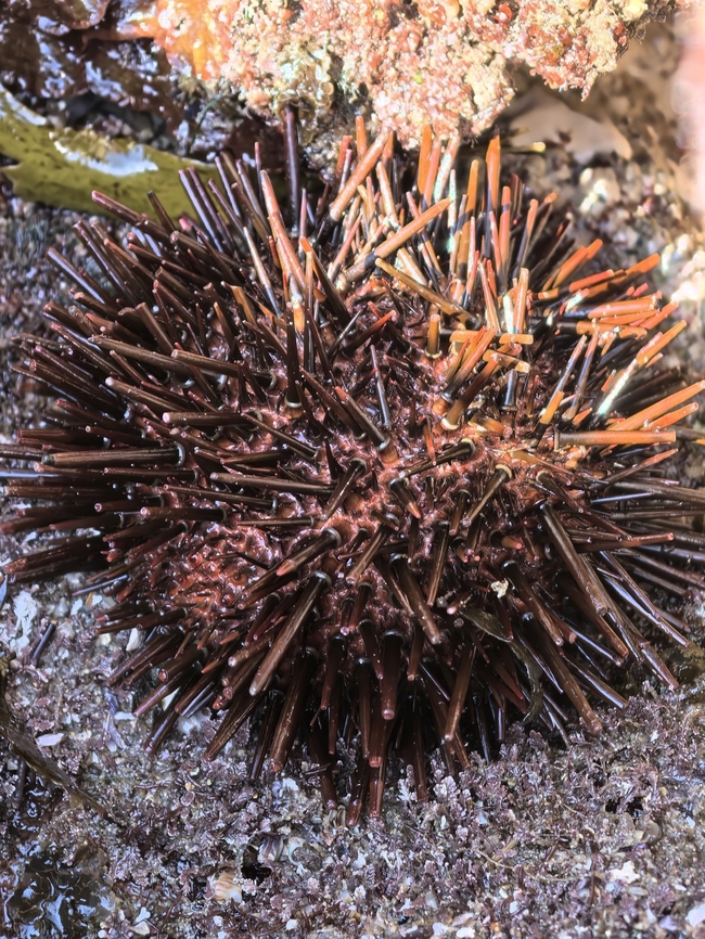 Red-Tipped Sea Urchin - Heliocidaris tuberculata  Australia,Cronulla,Heliocidaris tuberculata,New South Wales,Red-Tipped Sea Urchin,Red-tipped Urchin,Sea Urchin,Urchin