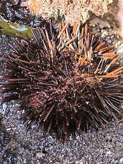 Red-tipped Urchin