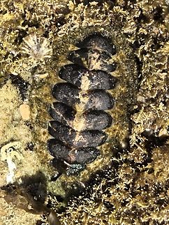 Giant Chiton - Plaxiphora albida  Australia,Chiton,Cronulla,Giant Chiton,New South Wales,Plaxiphora albida