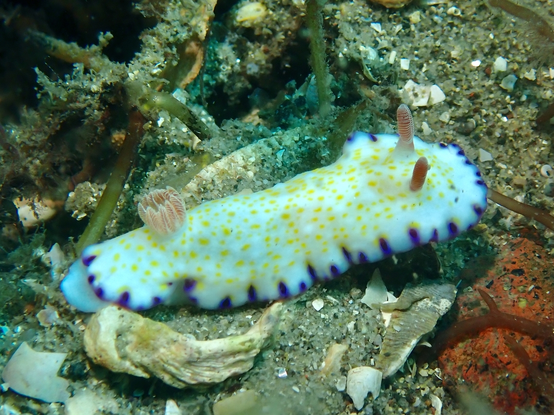 Nudibranch - Goniobranchus sp. Yet to be described. Australia,Goniobranchus,Goniobranchus sp,Nelson Bay,New South Wales,Nudibranch