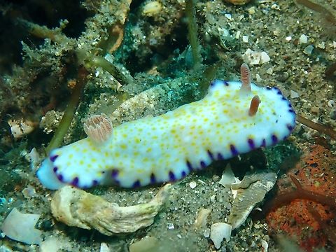 Nudibranch - Goniobranchus sp. Yet to be described. Australia,Goniobranchus,Goniobranchus sp,Nelson Bay,New South Wales,Nudibranch