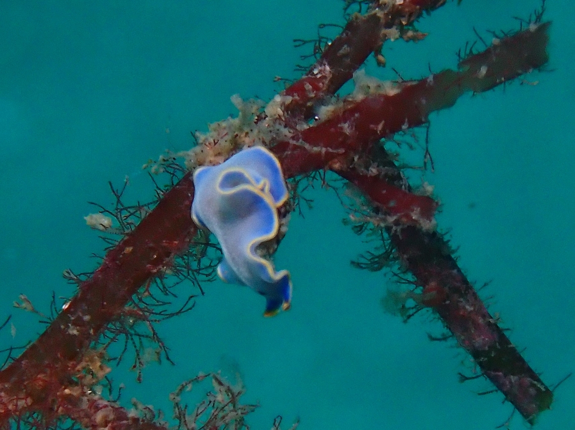Flatworm - Cycloporus venetus Cycloporus cf. venetus Australia,Cycloporus venetus,Flatworm,Nelson Bay,New South Wales