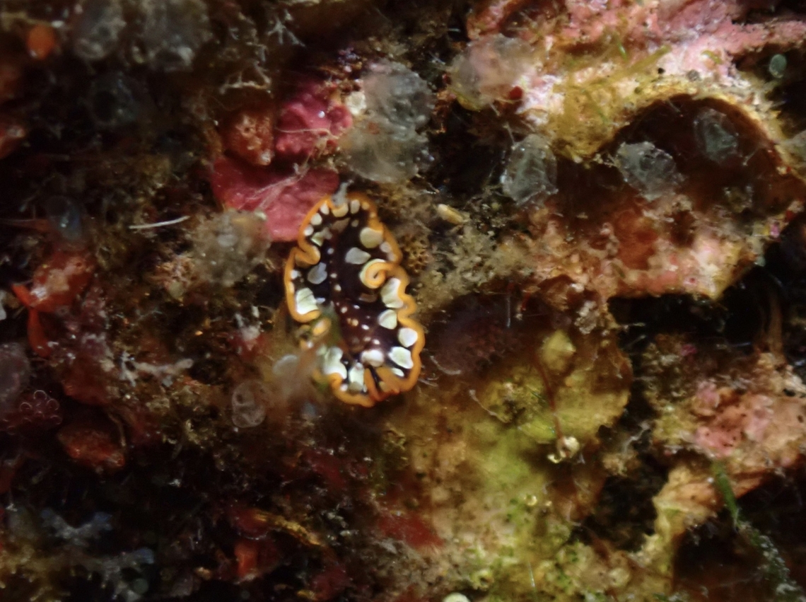 Brilliant Flatworm - Pseudoceros scintillatus  Bali,Brilliant Flatworm,Flatworm,Indonesia,Pseudoceros scintillatus