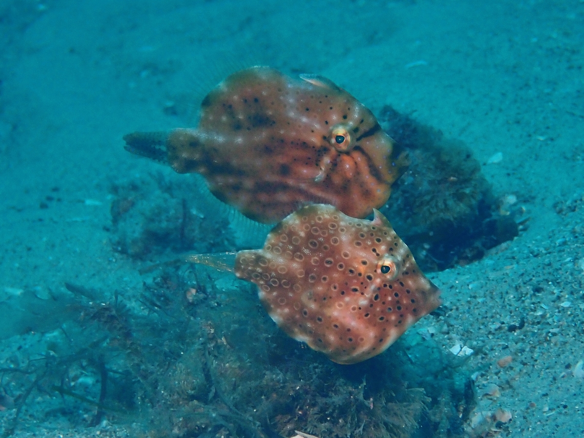 Southern Pgyme Leatherjacket - Brachaluteres jacksonianus  Australia,Brachaluteres jacksonianus,Filefish,Fish,Leatherjacket,Nelson Bay,New South Wales,Pygmy Leatherjacket,Southern Pygmy Leatherjacket