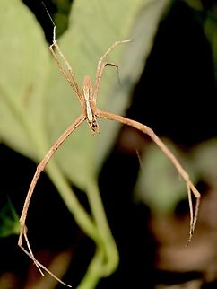 Aussie Netcaster - Menneus aussie  Aussie Netcaster,Australia,Menneus aussie,Nelson Bay,Net Casting Spider,New South Wales,Ogre-Faced Spider,Spider