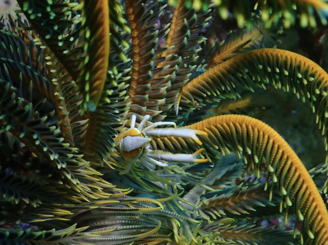 Baba's Crinoid Squat Lobster - Allogalathea babai  Allogalathea babai,Baba's Crinoid Squat Lobster,Crinoid Squad Lobster,Malaysia,Sabah,Sipadan,Squad Lobster