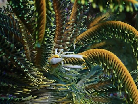 Baba's Crinoid Squat Lobster - Allogalathea babai  Allogalathea babai,Baba's Crinoid Squat Lobster,Crinoid Squad Lobster,Malaysia,Sabah,Sipadan,Squad Lobster