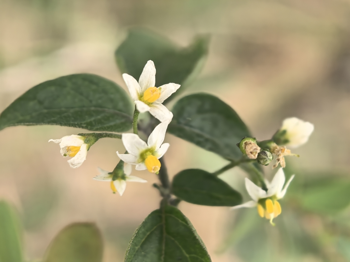American Black Nightshade - Solanum americanum  American Black Nightshade,Australia,Flower,New South Wales,Plant,Solanum americanum,Sydney