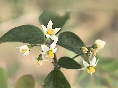 American Black Nightshade - Solanum americanum  American Black Nightshade,Australia,Flower,New South Wales,Plant,Solanum americanum,Sydney