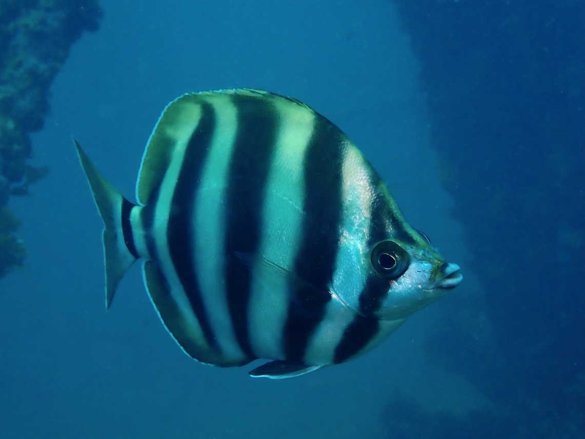 Moonlighter - Tilodon sexfasciatus  Adelaide,Fish,Moonlighter,South Australia,Tilodon sexfasciatus