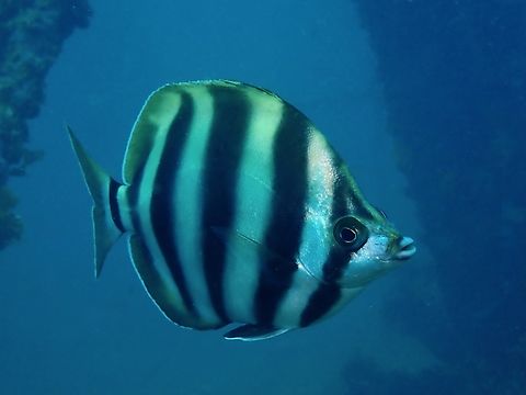 Moonlighter - Tilodon sexfasciatus  Adelaide,Fish,Moonlighter,South Australia,Tilodon sexfasciatus
