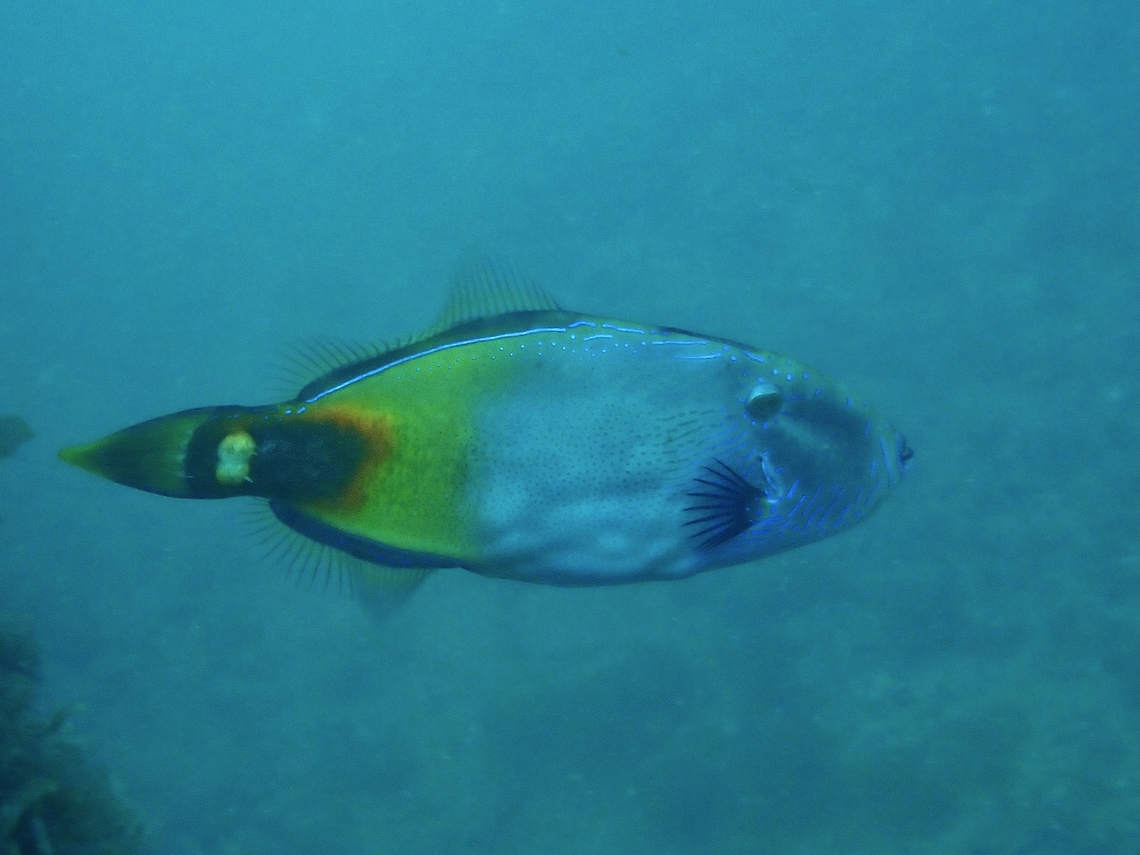Spinytail Leatherjacket - Acanthaluteres brownii  Acanthaluteres brownii,Adelaide,Australia,Filefish,Fish,Leatherjacket,South Australia,Spinytail Leatherjacket