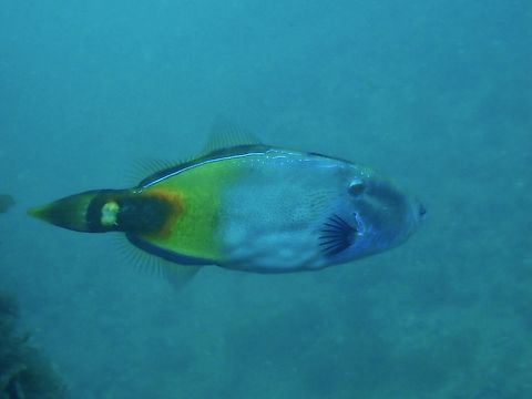 Spinytail Leatherjacket - Acanthaluteres brownii  Acanthaluteres brownii,Adelaide,Australia,Filefish,Fish,Leatherjacket,South Australia,Spinytail Leatherjacket