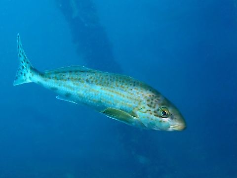 Dusky Morwong - Dactylophora nigricans  Adelaide,Australia,Dactylophora nigricans,Dusky Morwong,Fish,South Australia