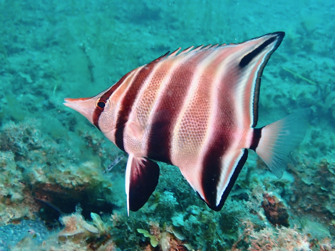 Western Talma - Chelmonops curiosus  Adelaide,Australia,Bannerfish,Chelmonops curiosus,Fish,Oldwife,South Australia,Western Talma