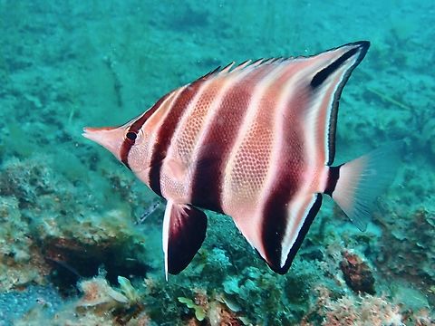 Western Talma - Chelmonops curiosus  Adelaide,Australia,Bannerfish,Chelmonops curiosus,Fish,Oldwife,South Australia,Western Talma