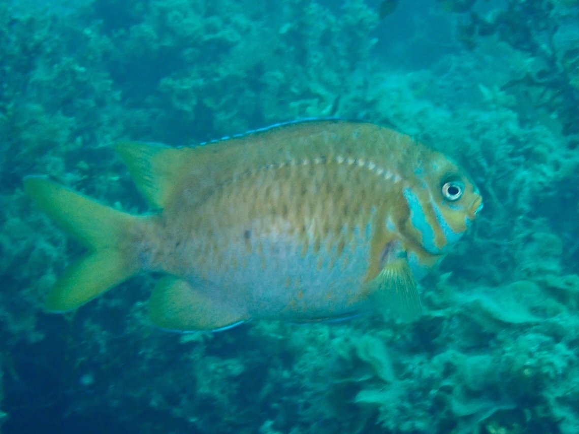 Scalyfin - Parma victoriae  Adelaide,Australia,Fish,Parma victoriae,Scalyfin,South Australia