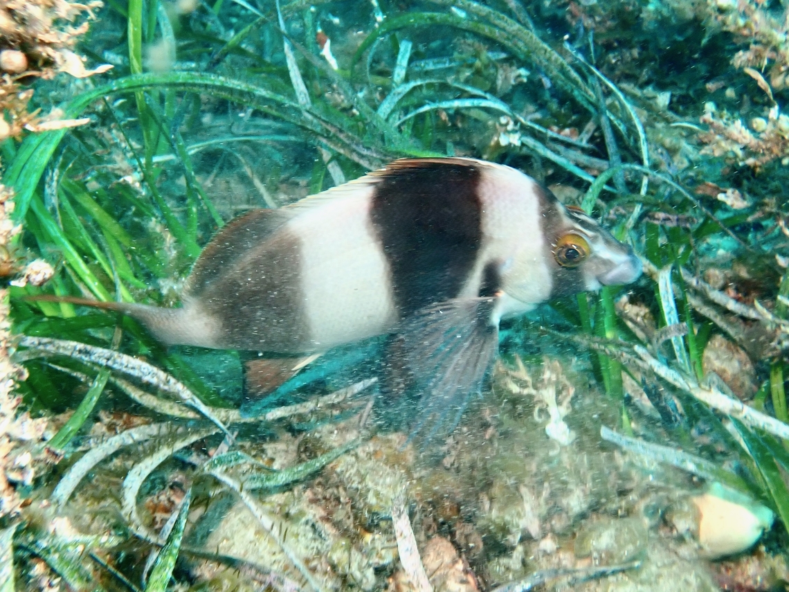 Magpie Perch - Pseudogoniistius nigripes  Adelaide,Australia,Fish,Magpie Perch,Perch,Pseudogoniistius nigripes,South Australia
