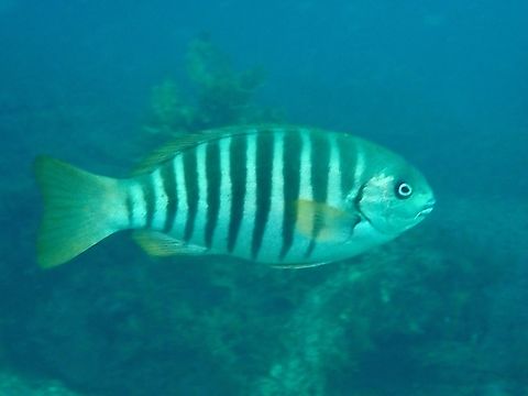 Underwater Zebra! Zebrafish - Girella zebra Adelaide,Australia,Fish,Girella zebra,South Australia,Zebrafish