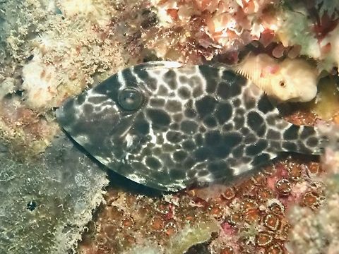 Gunn's Leatherjacket - Eubalichthys gunnii  Adelaide,Eubalichthys gunnii,Filefish,Fish,Gunn's Leatherjacket,Leatherjacket,South Australia