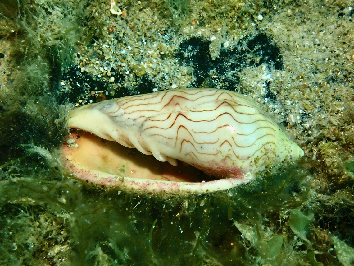 Wavy Volute - Amoria undulata  Adelaide,Amoria undulata,Australia,South Australia,Volute,Wavy Volute