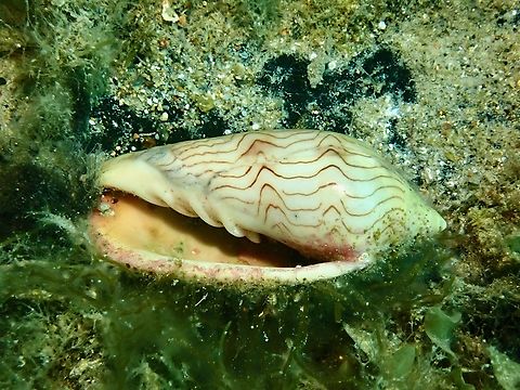 Wavy Volute - Amoria undulata  Adelaide,Amoria undulata,Australia,South Australia,Volute,Wavy Volute