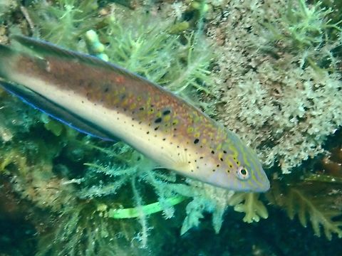 Blackspotted Wrasse - Austrolabrus maculatus  Adelaide,Australia,Austrolabrus maculatus,Blackspotted Wrasse,Fish,South Australia,Wrasse