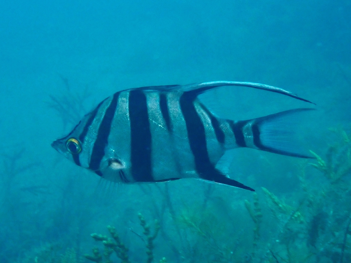 Old Wife In the early days, Sailors called this fish, Old Wife for the sound it makes grinding it&#039;s teeth when caught on a hook and line, which they think sounds like a grumbling old wife!  Adelaide,Australia,Enoplosus armatus,Fish,Old wife,South Australia