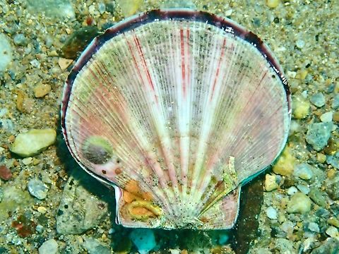 Queen Scallop - Equichlamys bifrons  Adelaide,Australia,Equichlamys bifrons,Queen Scallop,Scallop,South Australia