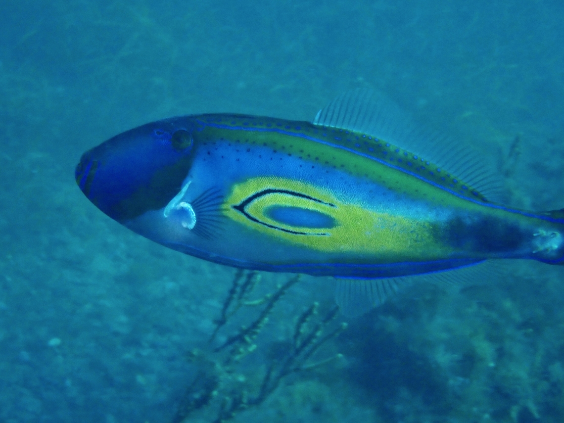 Horseshoe Leatherjacket - Meuschenia hippocrepis  Adelaide,Australia,Filefish,Fish,Horseshoe Leatherjacket,Leatherjacket,Meuschenia hippocrepis,South Australial