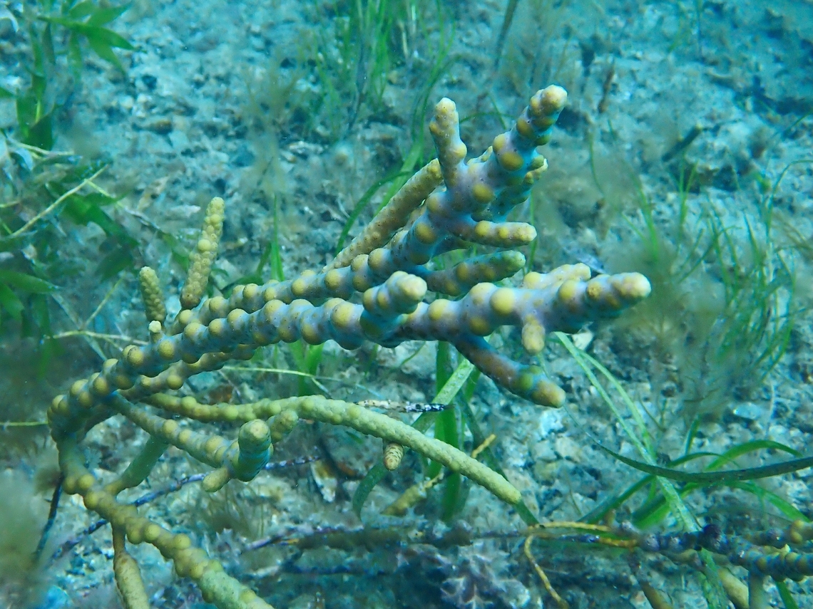 Warty Twig Seaweed - Scaberia agardhii  Adelaide,Australia,Scaberia agardhii,Seaweed,South Australia,Warty Twig Seaweed