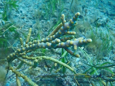 Warty Twig Seaweed - Scaberia agardhii  Adelaide,Australia,Scaberia agardhii,Seaweed,South Australia,Warty Twig Seaweed