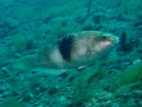 Blue-Throated Wrasse - Notolabrus tetricus  Adelaide,Australia,Blue-Throated Wrasse,Fish,Notolabrus tetricus,South Australia,Wrasse
