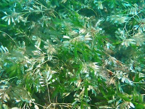 Antartica! Sea Nymph Adelaide,Amphibolis antarctica,Australia,Sea Grass,Sea Nymph,South Australia