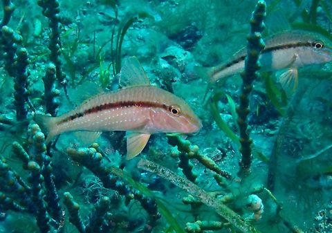 Bluespotted Goatfish - Upeneichthys vlamingii Adelaide,Australia,Bluespotted Goatfish,Fish,Goatfish,South Australia,Upeneichthys vlamingii