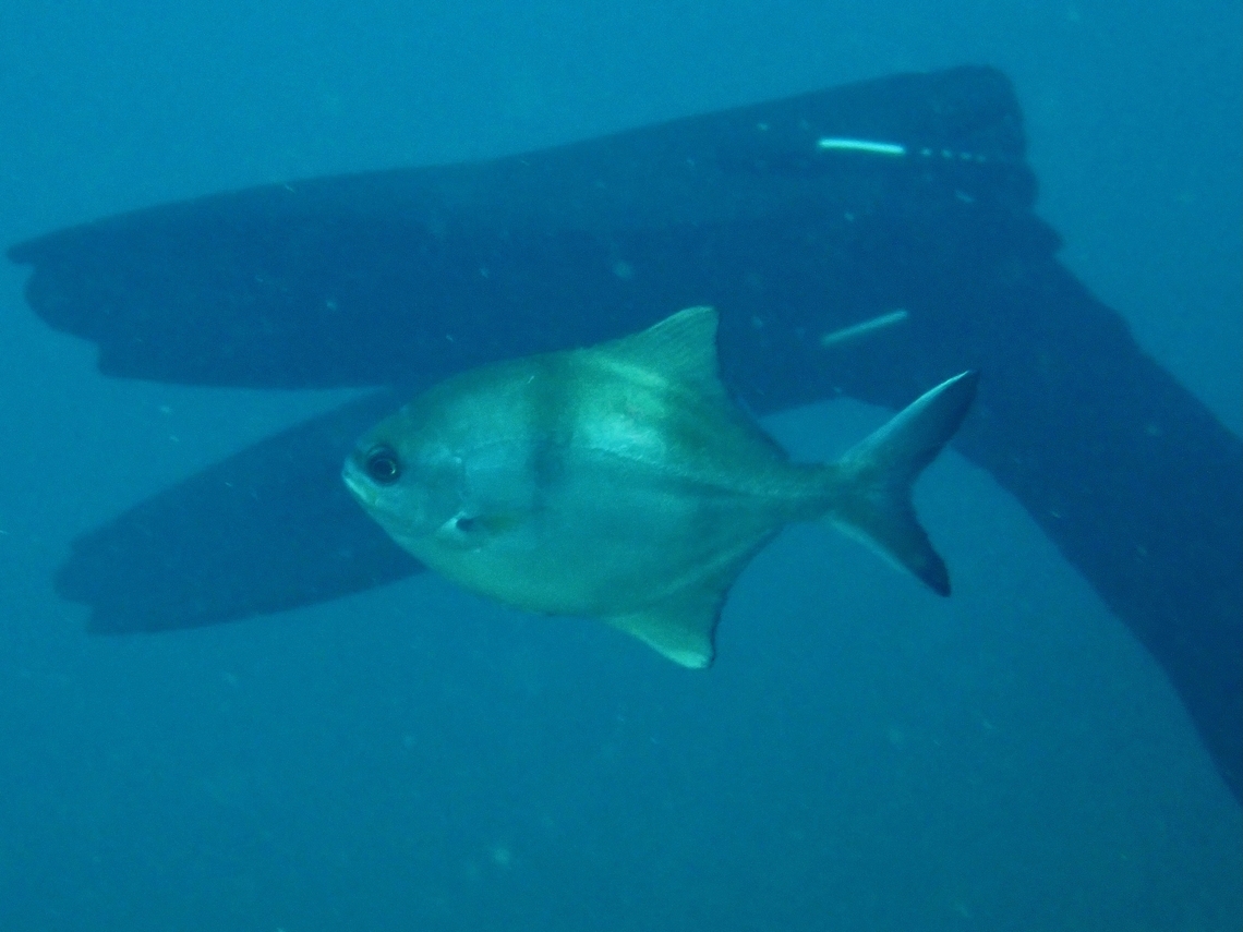 Sea Sweep - Scorpis aequipinnis  Adelaide,Australia,Fish,Scorpis aequipinnis,Sea Sweep,South Australia