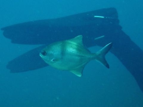 Sea Sweep - Scorpis aequipinnis  Adelaide,Australia,Fish,Scorpis aequipinnis,Sea Sweep,South Australia