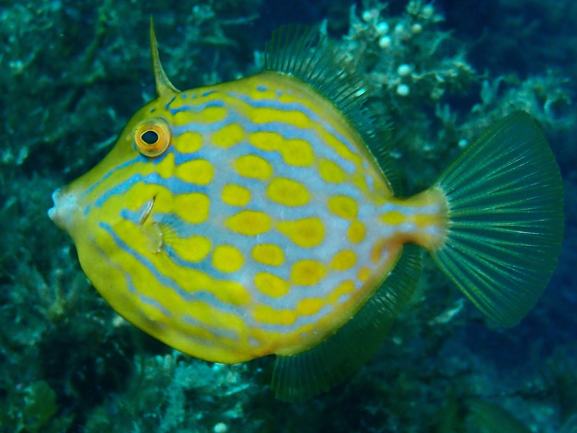 Mosaic Leatherjacket - Eubalichthys mosaicus  Adelaide,Australia,Eubalichthys mosaicus,Filefish,Fish,Leatherjacket,Mosaic Leatherjacket,South Australia