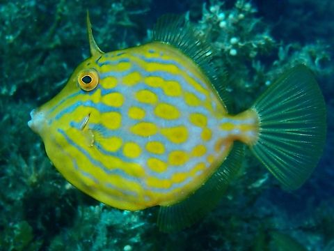 Mosaic Leatherjacket - Eubalichthys mosaicus  Adelaide,Australia,Eubalichthys mosaicus,Filefish,Fish,Leatherjacket,Mosaic Leatherjacket,South Australia